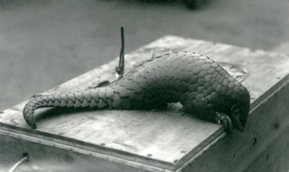 En kritisk truet kinesisk Pangolin kigger ned over kanten af trækassen, den sidder på, London Zoo, juli 1925