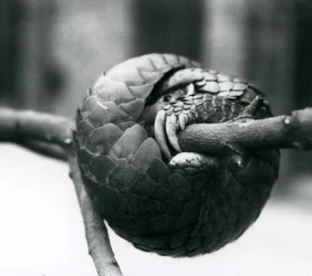 En kritisk truet kinesisk Pangolin hviler, krøllet omkring en vandret gren, London Zoo, før 1930