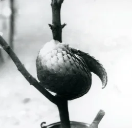 En kritisk truet kinesisk Pangolin hviler, krøllet rundt om en lodret gren, London Zoo, juli 1925