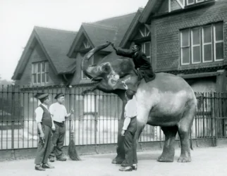 En dekoreret indisk elefant med tre vogtere og træner uden for Elephant House i London Zoo i 1927