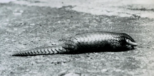 En kvindelig kinesisk Pangolin i London Zoo i august 1925