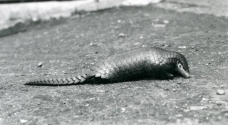 En kvindelig kinesisk Pangolin i London Zoo i august 1925