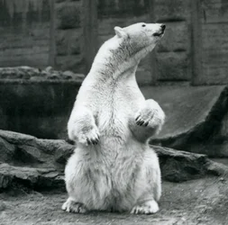 En isbjørnehun sidder på hug på Mappin Terraces i London Zoo i september 1928