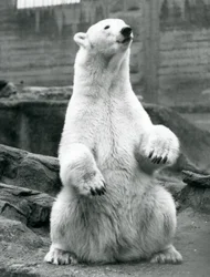En isbjørnehun sidder på hug på Mappin Terraces i London Zoo i september 1928