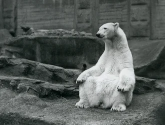 En kvindelig isbjørn sidder på huk på Mappin-terrasserne i London Zoo i september 1928