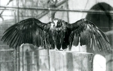 En hættegrib, der står på en træstamme med udstrakte vinger, nyder en aprilbyge i London Zoo før 1930 (s/h-foto)