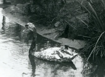 En hybridsvane, knopsvane x sort svane, svømmende i en dam i London Zoo i 1927