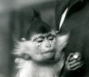 En dyrepasser holder Freckles, en sortkronet eller congomangabey, London Zoo, 1924