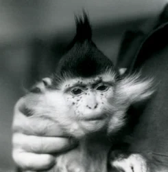 En dyrepasser holder Freckles, en sortkronet eller congomangabey, London Zoo, 1924