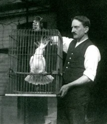 En dyrepasser holder en gulkindet kakadue, Jade, i dens bur i London Zoo i oktober 1924