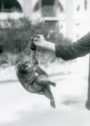 En snohalebjørn hænger med sin gribehale fra en dyrepassers finger, London Zoo, september 1925