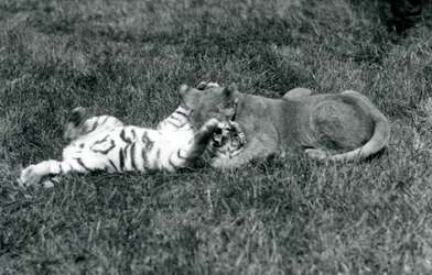 En løve- og tigerunge kæmper på græsset, London Zoo, september 1925 (s/h-foto)