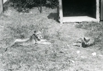 En løveunge liggende på en græsplæne, nær en åben trækasse, med en huskat, London Zoo, juli 1925