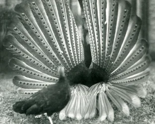 En han Argus Pheasant Great Argus frieri med en kvinde ved siden af ham, London Zoo, januar 1926