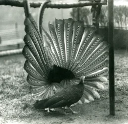 En han Argus Pheasant Great Argus frieri med en kvinde ved siden af ham, London Zoo, januar 1926