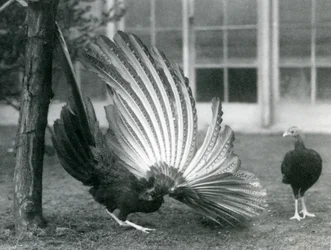 En han Argus Fasan, eller Great Argus, viser sine vinge- og halefjer, mens en hun står foran ham, London Zoo, januar 1926