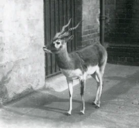 En hanlig blackbuck, der står i sit anlæg i London Zoo i juni 1925