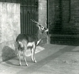 En hanlig blackbuck, der står i sit anlæg i London Zoo i juni 1925