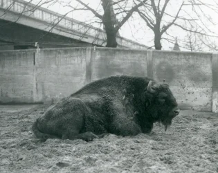 En europæisk mandlig bison liggende på græsset i sin fold, London Zoo, 1927