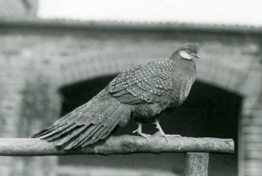 En han af grå påfuglefasan på sin siddepind i London Zoo i 1931