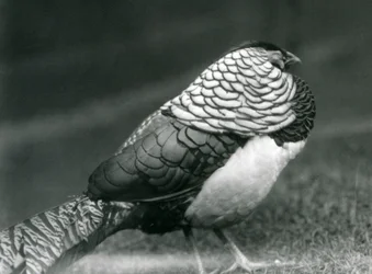 En mandlig Lady Amhersts Fasan, stående på græs, London Zoo