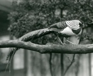 En mandlig Lady Amhersts Fasan, der går langs en vandret gren i London Zoo i 1926