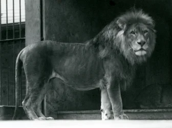 En hanløve i London Zoo, juni 1924