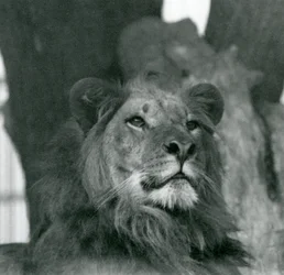 En hanløve i London Zoo i 1929 (s/h-billede)