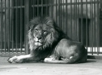 En hanløve liggende mod stængerne i sit indhegning, London Zoo, september 1927