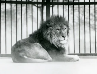 En hanløve hviler i sit indhegning i London Zoo i marts 1925 (s/h-foto)