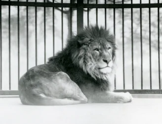 En hanløve hviler i sin indhegning i London Zoo i marts 1925