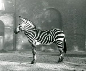 En mandlig Mountain Zebra x Hartmanns Mountain Zebra stående i sin fold i London Zoo i september 1927