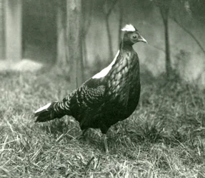 En mandlig Swinhoes-fasan i London Zoo, september 1923