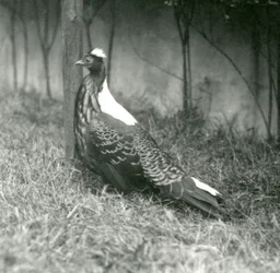 En mandlig Swinhoes-fasan i London Zoo, september 1923