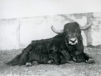 En mandlig Yak liggende i sin indhegning i London Zoo i 1928 (s/h foto)