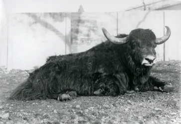 En mandlig Yak liggende i sit indhegning i London Zoo i august 1928 (s/h foto)