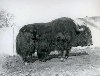 En mandlig yak står i sin fold i London Zoo i 1928 (s/h foto)
