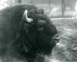 En han-europæisk bison, London Zoo, februar 1928