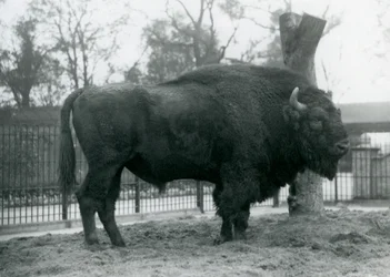 En han-europæisk bison, der står på græsset i sin indhegning. London Zoo, oktober 1927. Den sårbare europæiske bison er også kendt som visent eller europæisk skovbison.