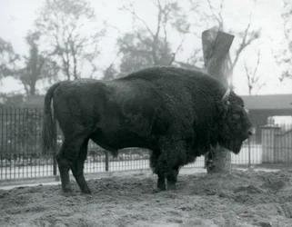 En han-europæisk bison står på græsset i sin indhegning. London Zoo, oktober 1927. Den sårbare europæiske bison er også kendt som visent eller europæisk skovbison.