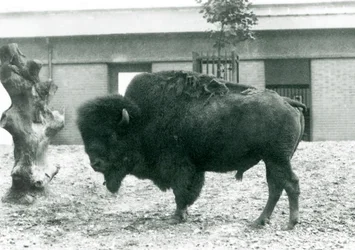 En næsten truet amerikansk Bison Buffalo-tyr stående i sin fold, London Zoo, 1927