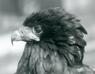 En næsten truet Bateleur-ørn i London Zoo i 1927