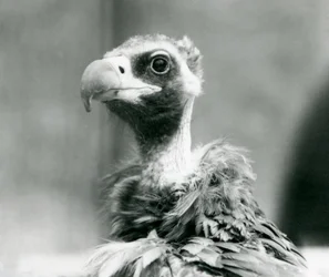 En næsten truet munkegrib i London Zoo, juli 1926