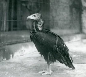 En næsten truet munkegrib stående i London Zoo, 1927