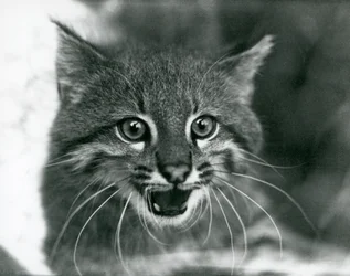 En næsten truet Pampas Cat/Pantanal Cat/Colocolo i London Zoo i 1929 (s/h foto)