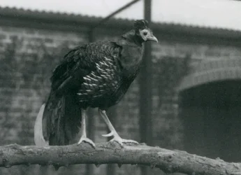 En nærmest truet Viellots-brandbæger, der står på en gren, London Zoo, 1927