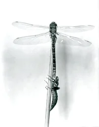 En nyligt opstået guldringet guldsmede tørrer sine vinger, mens den hviler på et siv over sin tomme larveskal eller exuvia, London Zoo, 1925