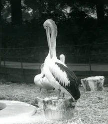 En pelikan, stående på en træstub, pudsede sin hals i London Zoo i september 1925