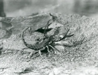 En skorpion i London Zoo i 1929