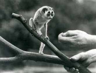 En slank loris stående på en gren holdt af en keeper, London Zoo, august 1926